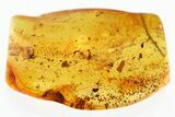 Fossil Fairy Wasp and True Midges in Baltic Amber #330622-1